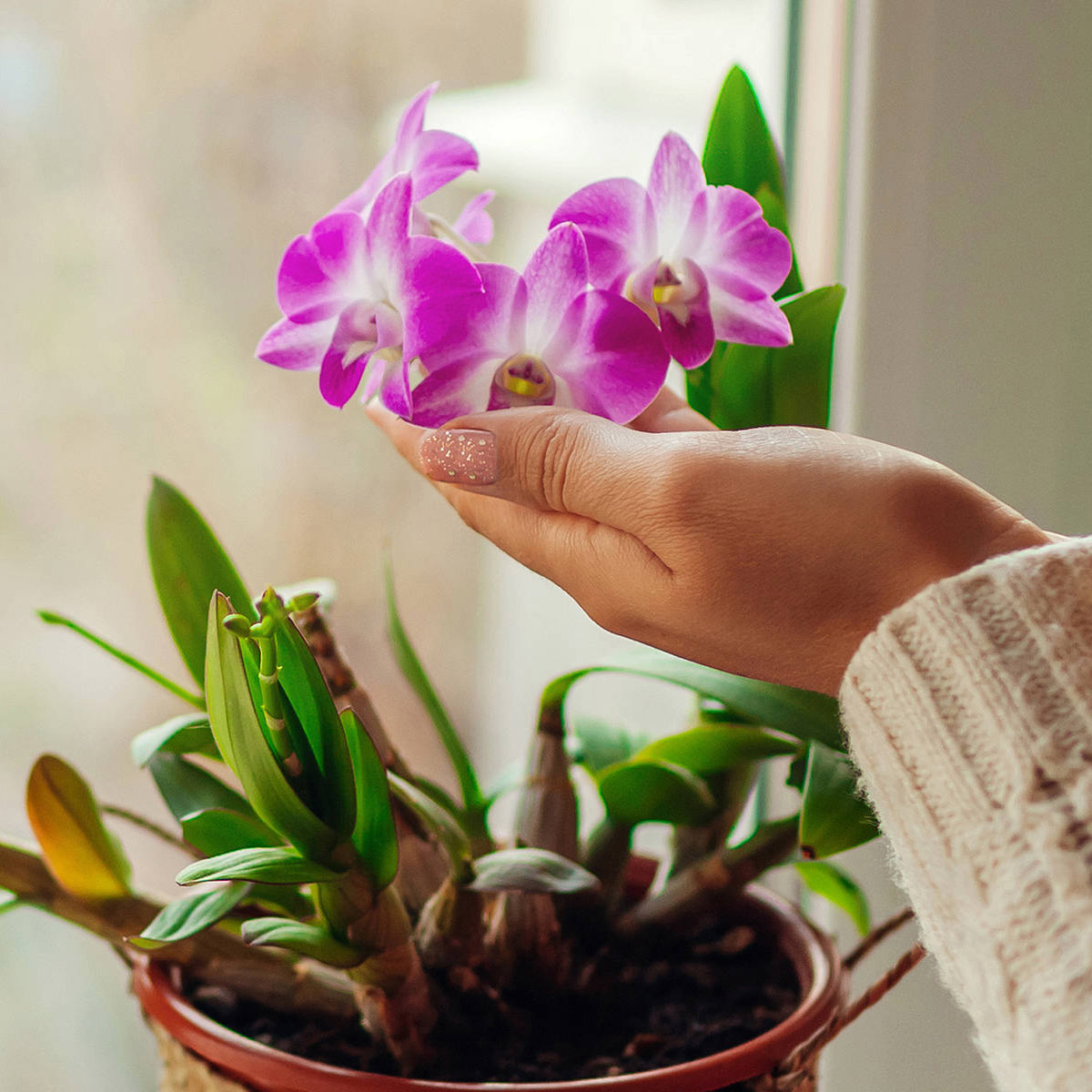 Plantsmith Invigorating Orchid Care Mist nourish & feed houseplants