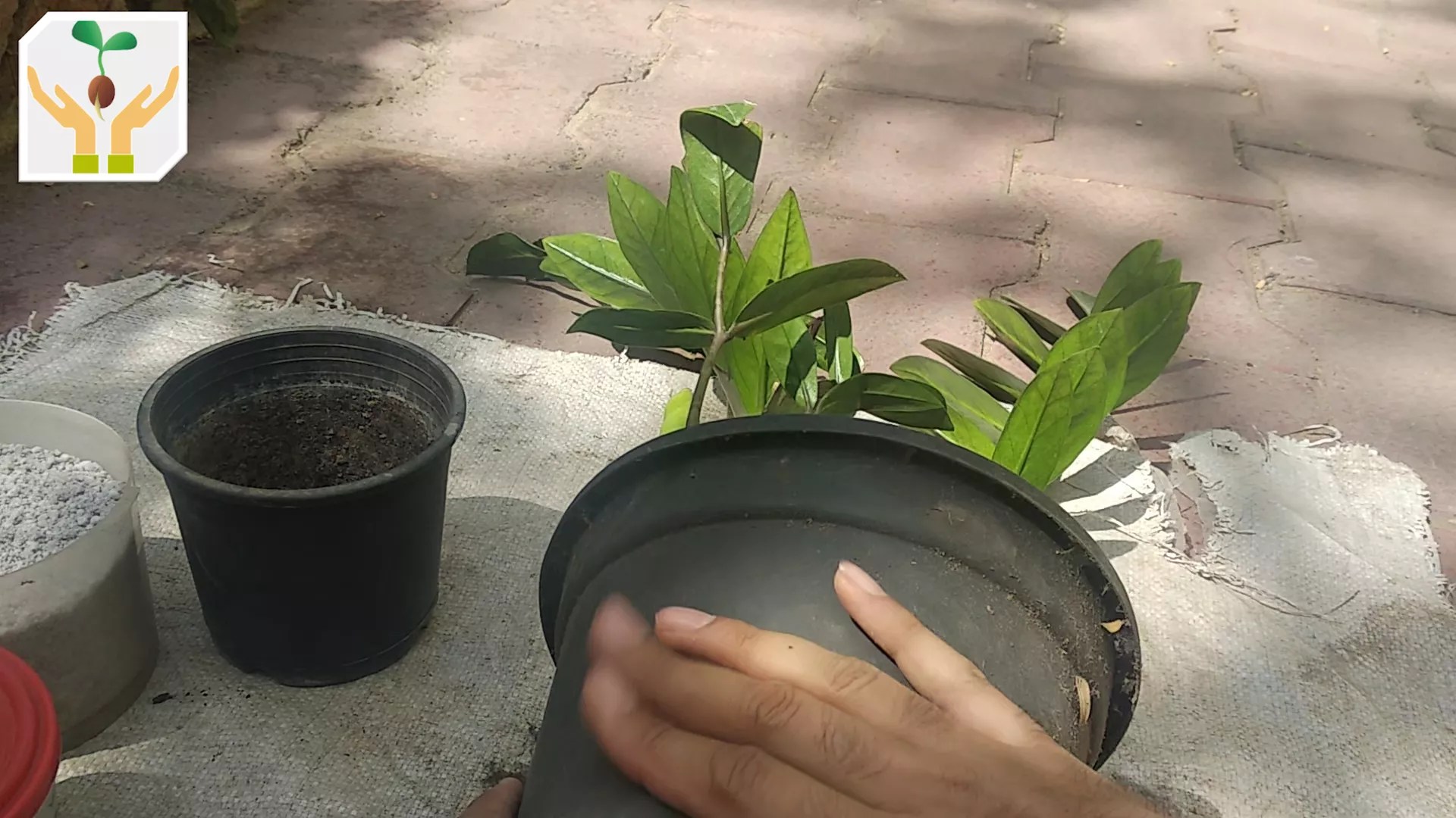 How to Propagate ZZ Plant