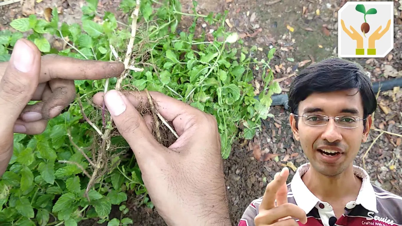 How to Propagate Mint 3 Methods 2 Month Updates