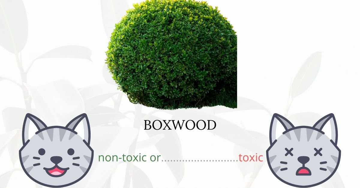 Is Boxwood Toxic To Cats?