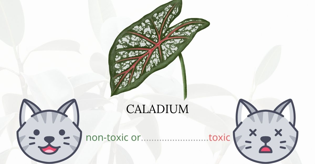 Is Caladium Toxic To Cats? Symptoms and Treatment