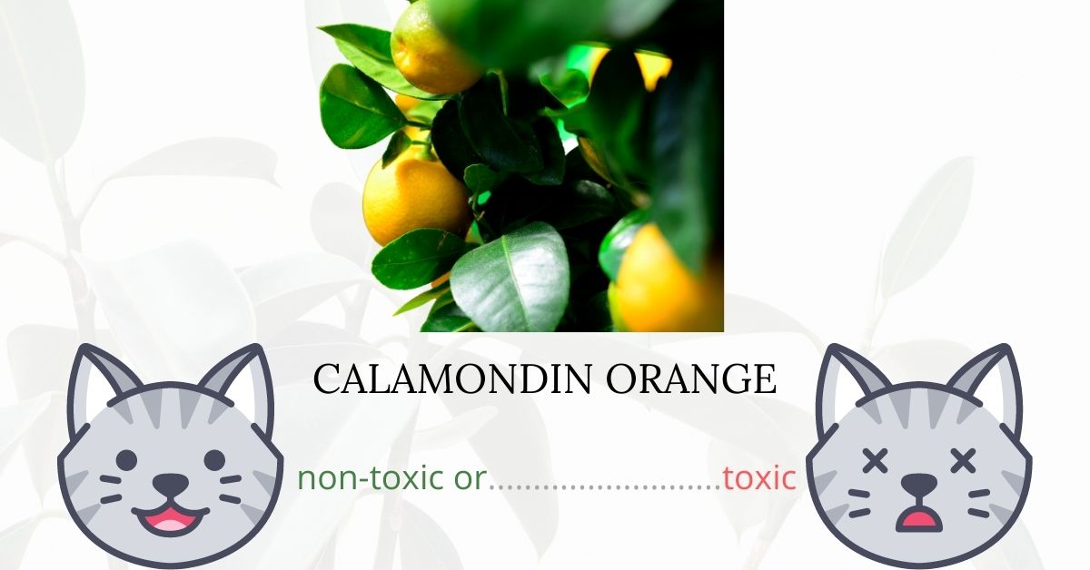 Is Calamondin Orange Toxic To Cats?