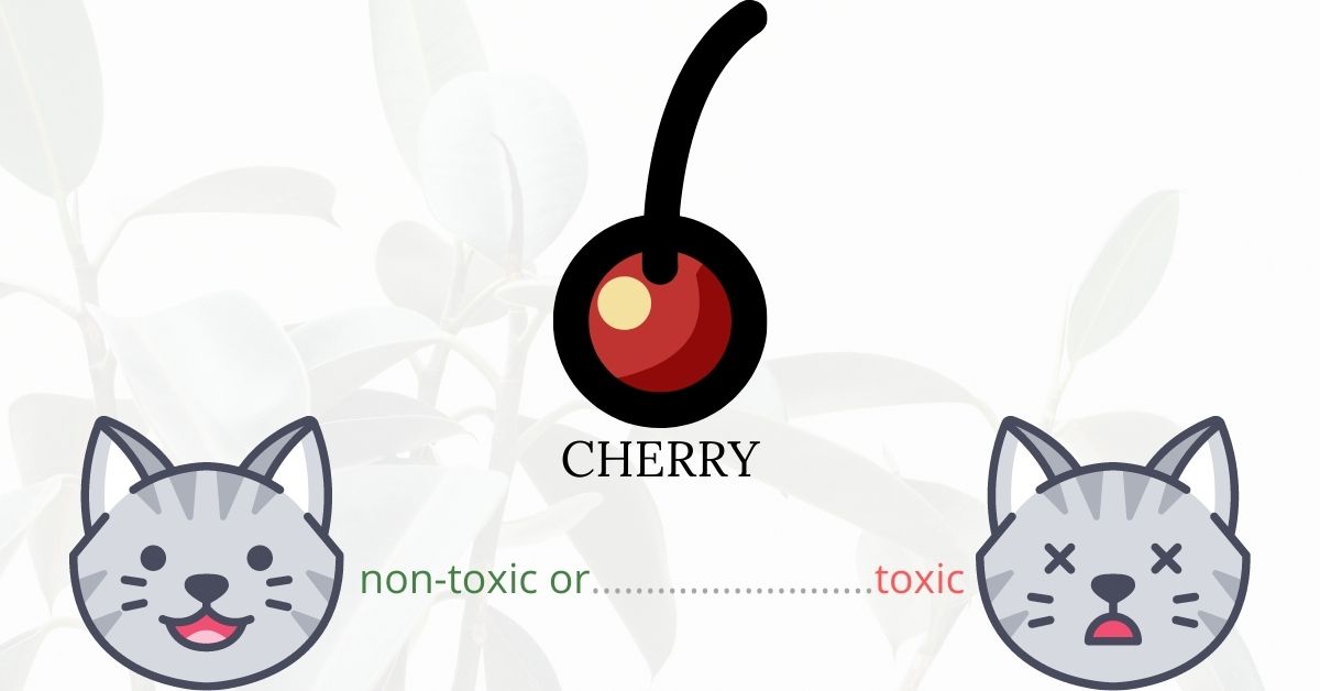 Are Cherries Toxic To Cats?