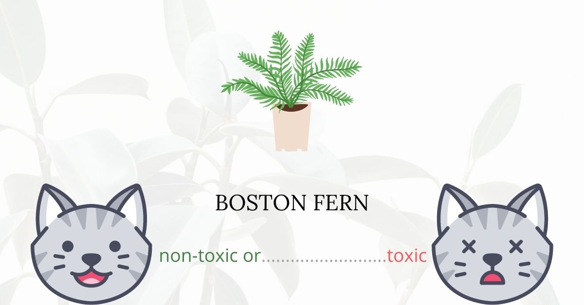 Are Boston Ferns Toxic For Cats?
