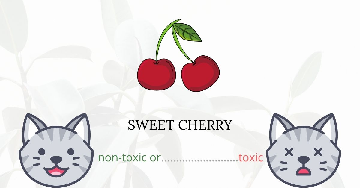 Are Sweet Cherries Toxic To Cats