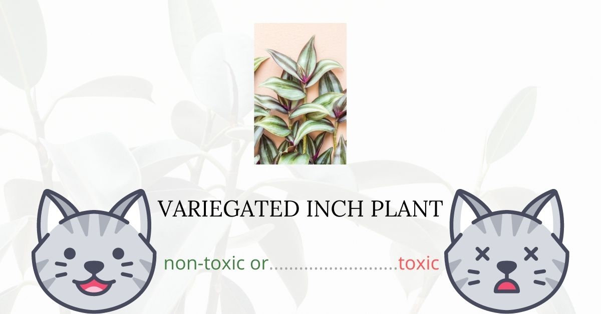Is Variegated Inch Plant Toxic To Cats?