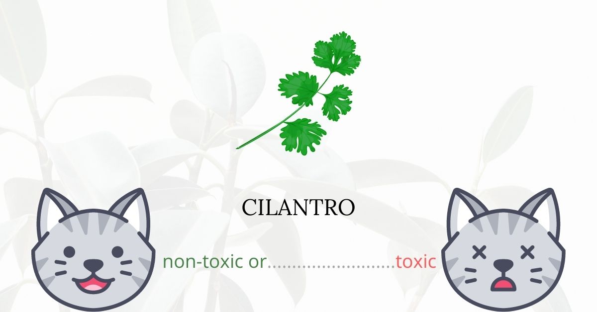 Is Cilantro Toxic For Cats?