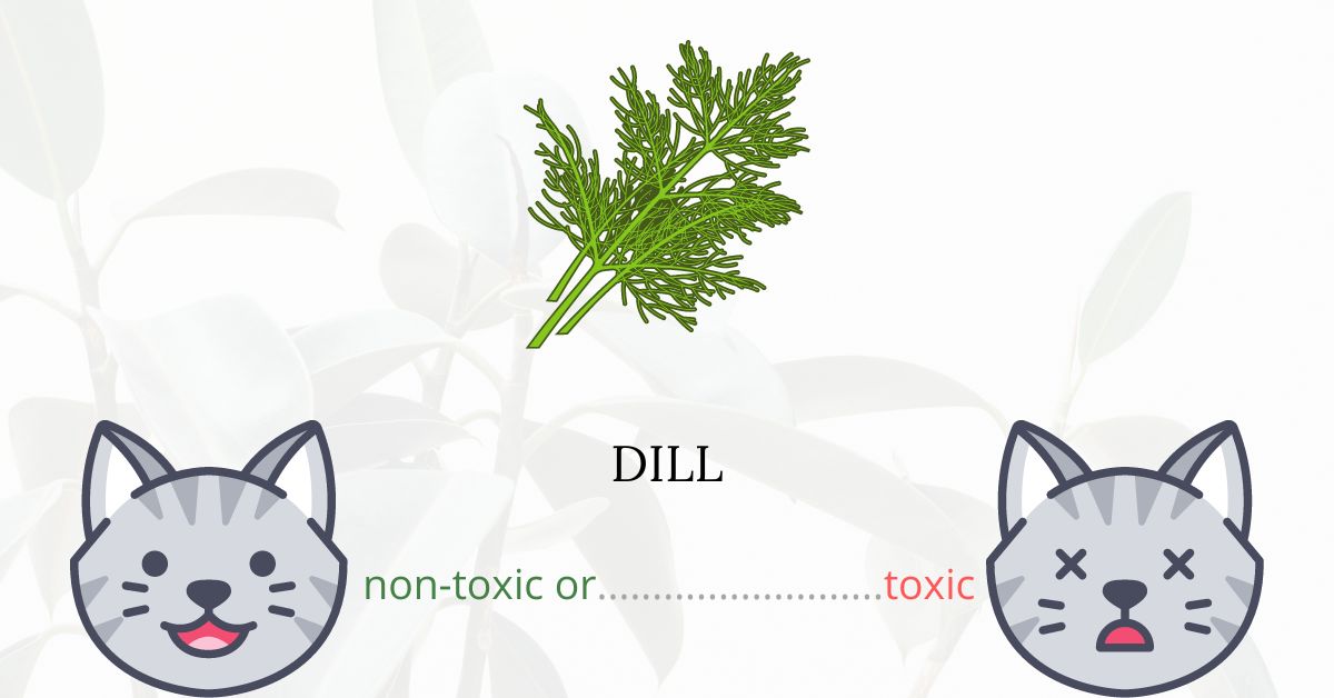 Is Dill Toxic For Cats?