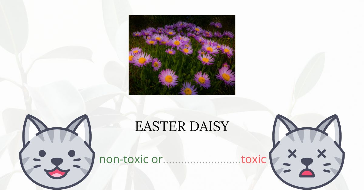 Are Easter Daisies Toxic For Cats?
