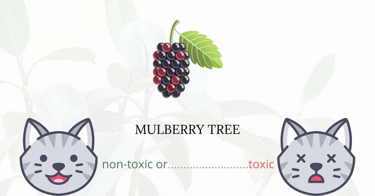 Is Mulberry Tree Toxic For Cats?