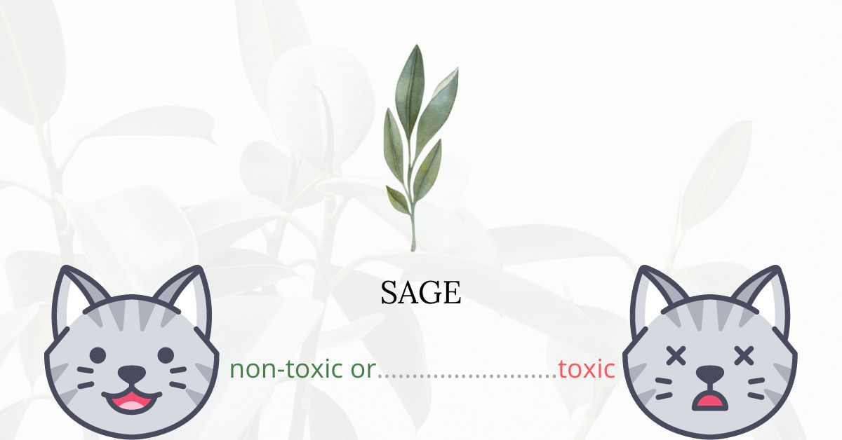 Is Sage Toxic For Cats? Plants'n'Cats