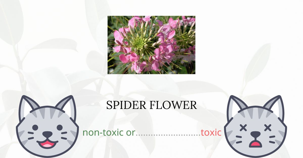 Are Spider Flowers Toxic For Cats