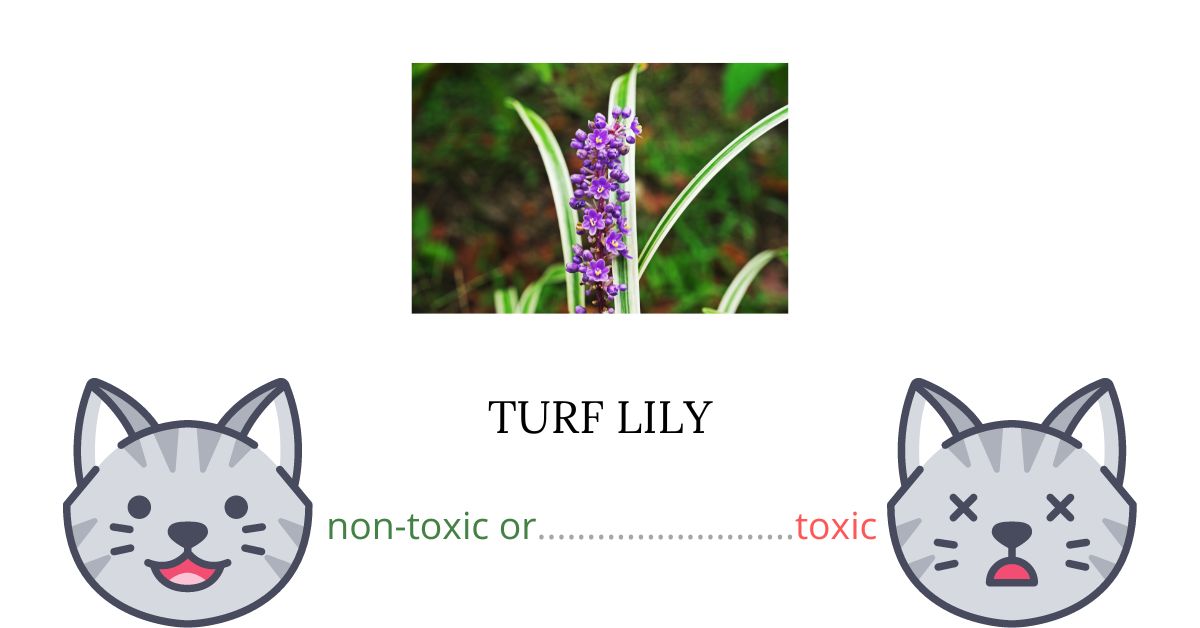 Is Turf Lily Toxic For Cats?