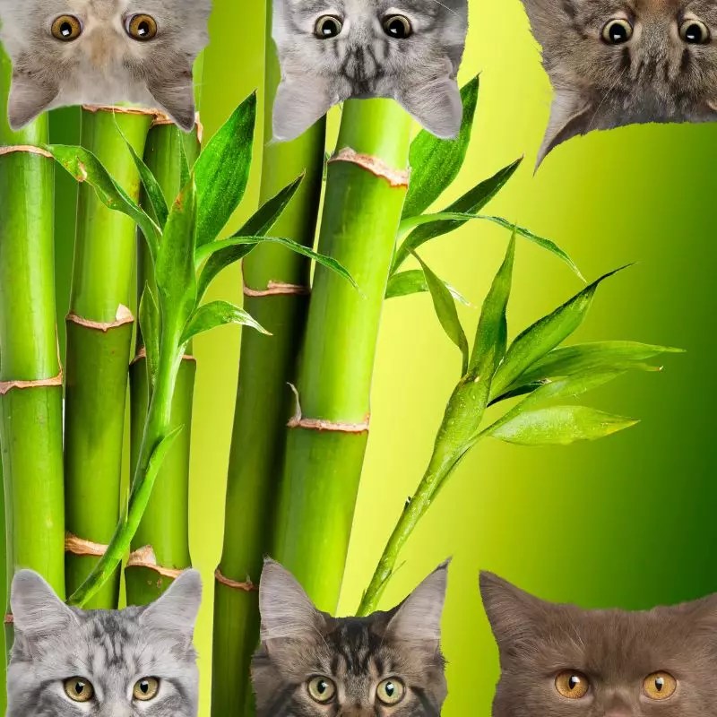 Is Bamboo Toxic For Cats?