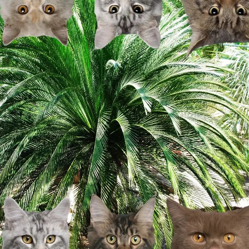 Is Dwarf Date Palm Toxic For Cats?