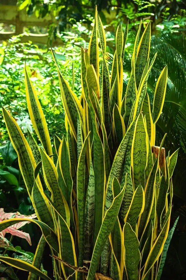 4 Timely Tips to Fix Why is my Snake Plant turning Yellow?