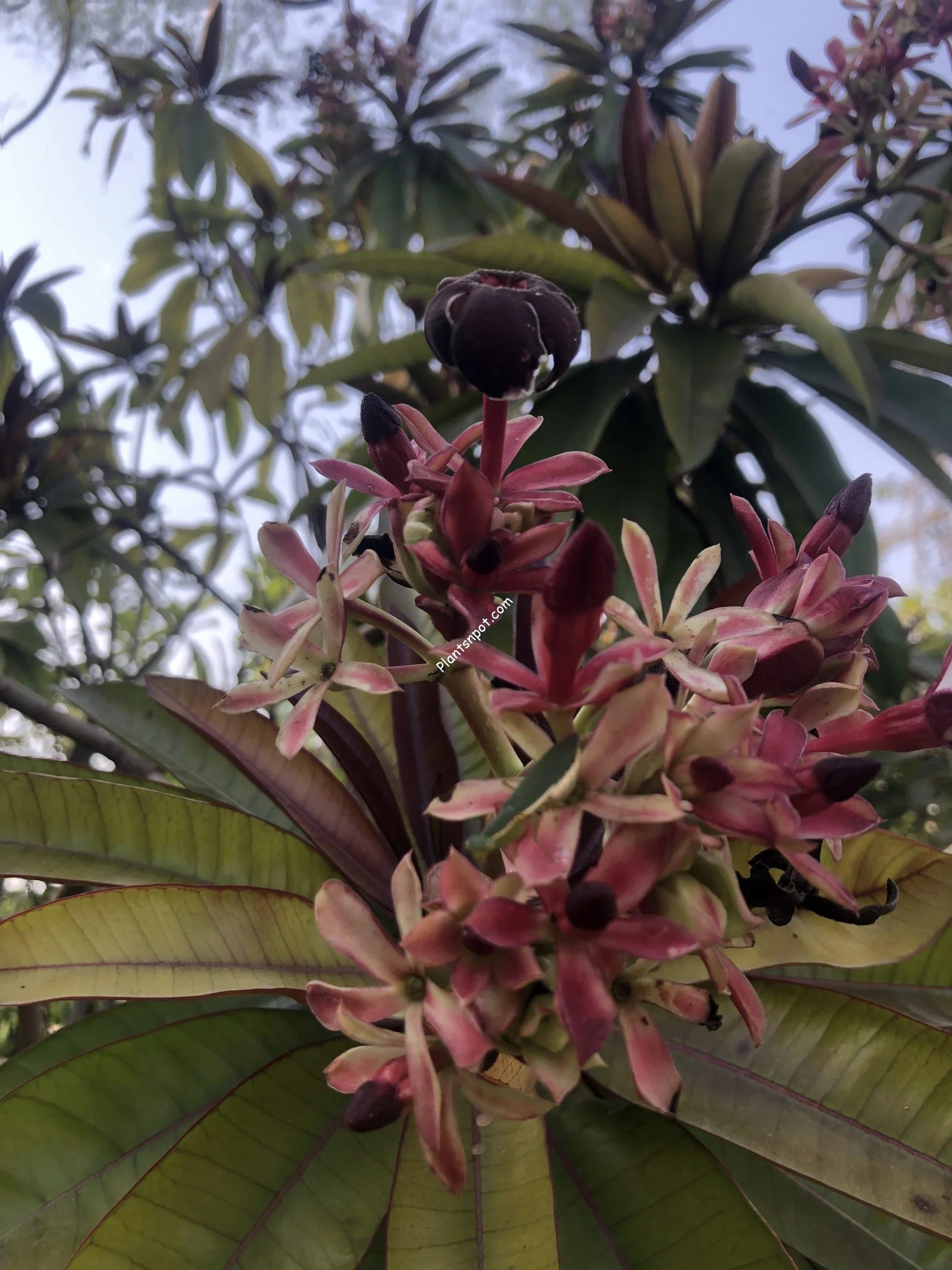 Rare Cerbera odollam,Suicide tree or Pongpong evergreen tree Plants