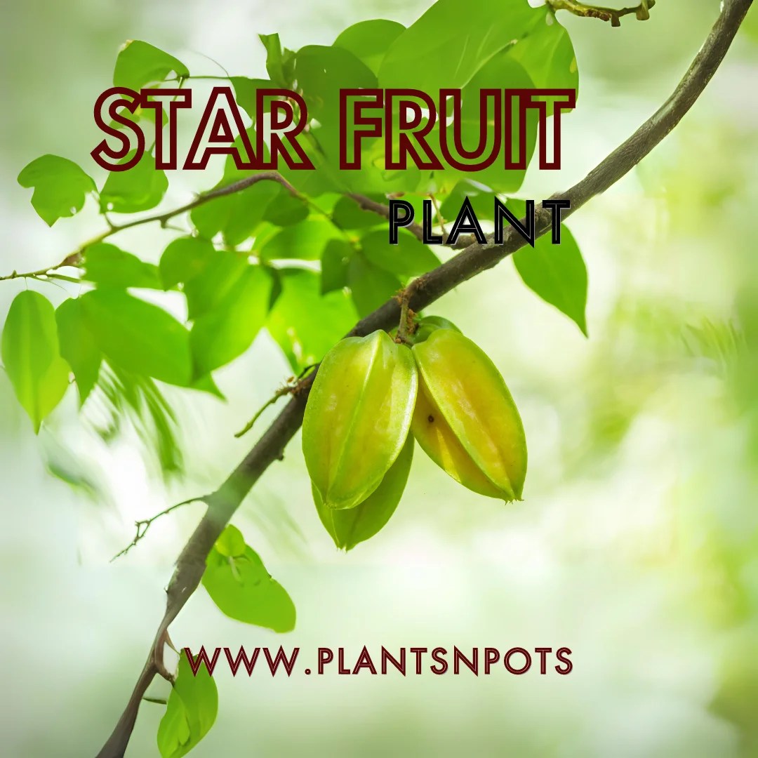 Buy Star Fruit Plant Online in Pakistan Plants N Pots