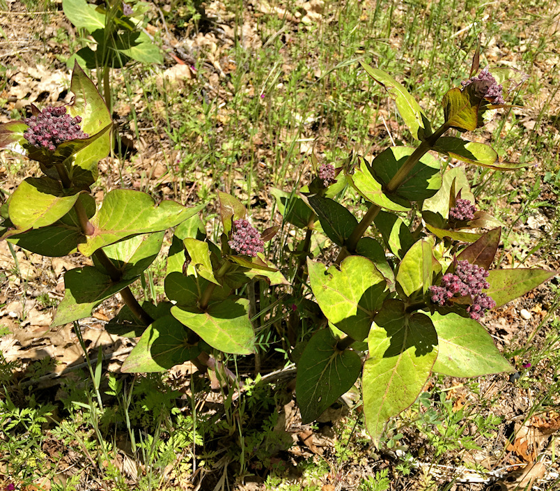 Purple Milkweed Plants of Dutch Flat
