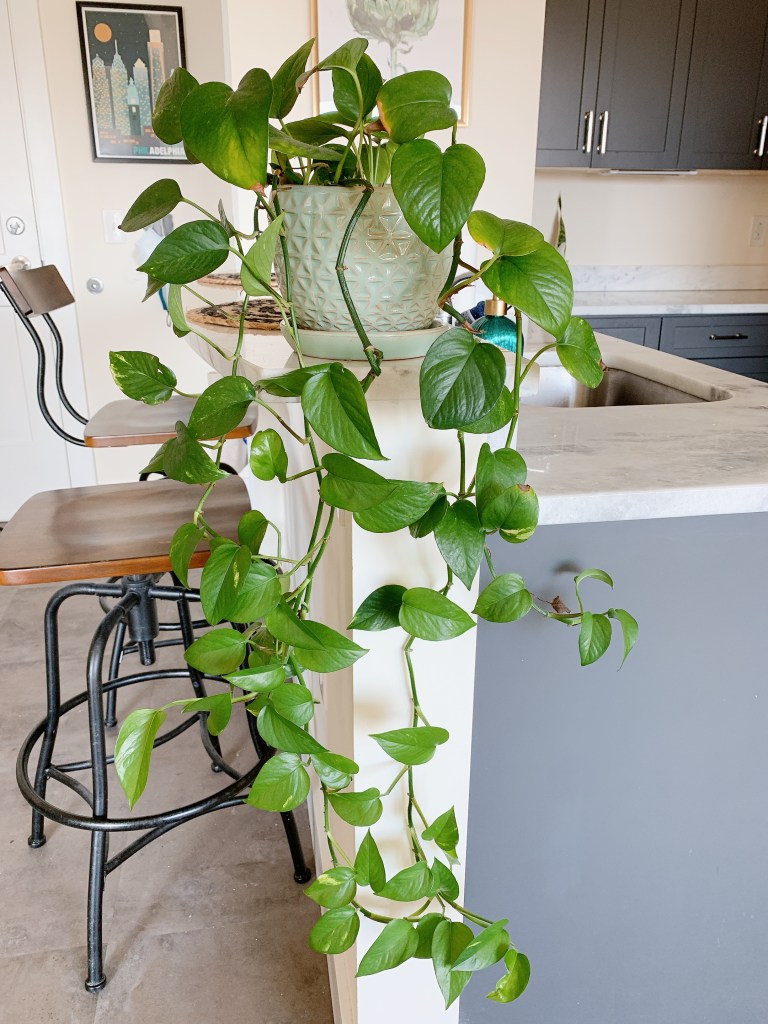 My Top 3 EASIEST House Plants to Keep Alive! Plants of Philly
