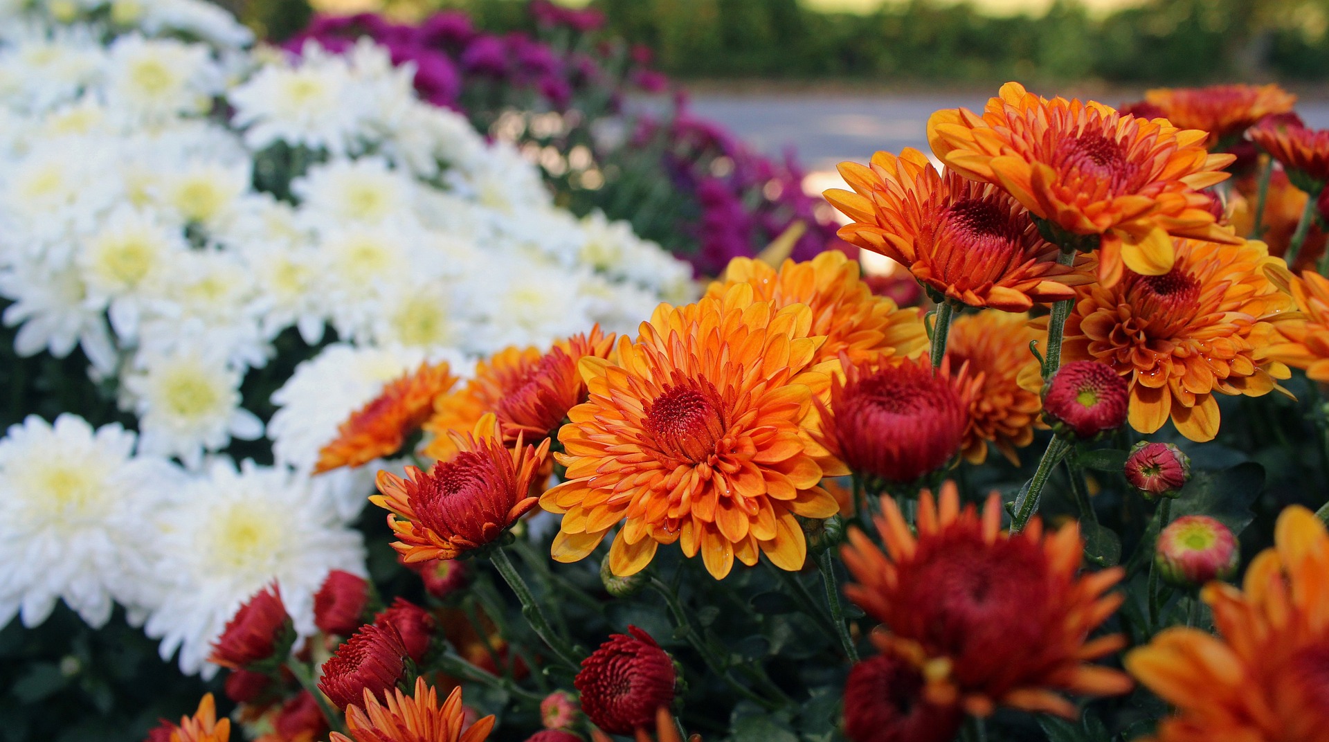 Chrysanthemum Plant Care