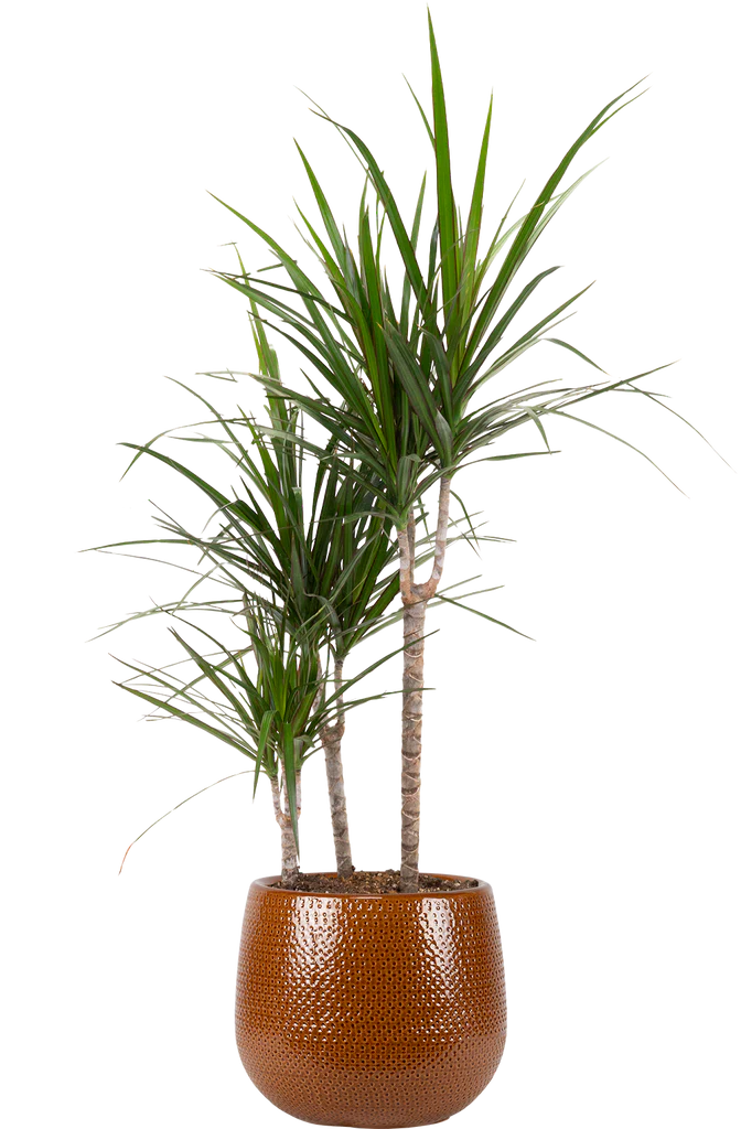 Dracaena Marginata Dragon Tree 10" Pot Easy Care Houseplant Plantsome