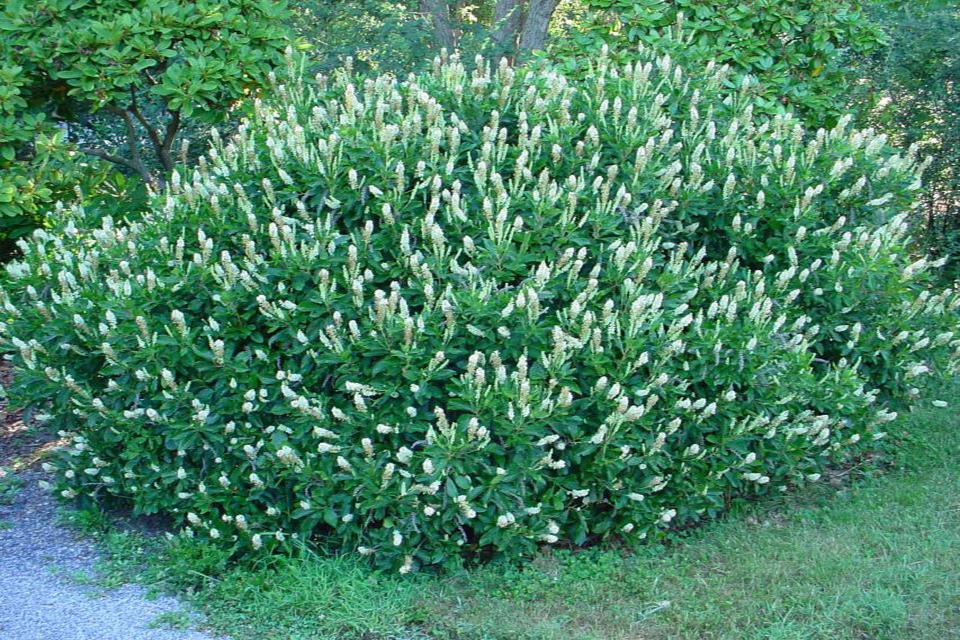 Local Plants Plant Something Long Island Live Better Grow Better