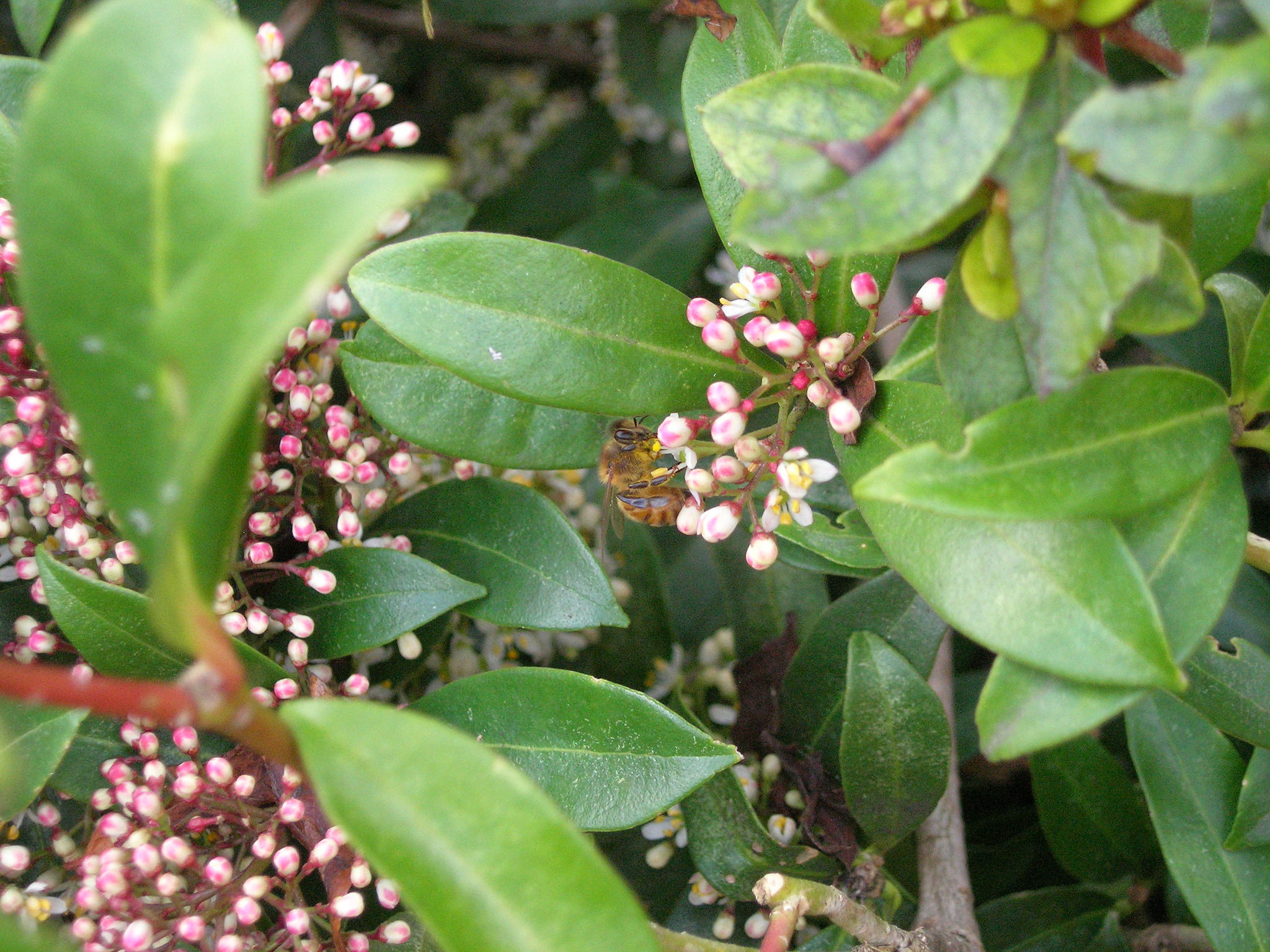 These 8 winterblooming plants give bees needed nourishment Plant