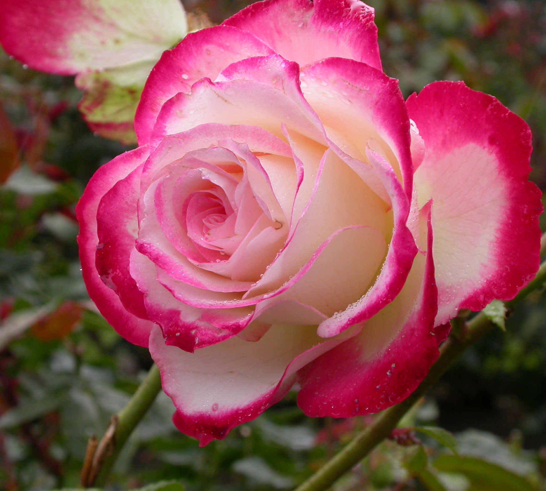 Diseaseresistant roses make gardening life easier Plant Something Oregon