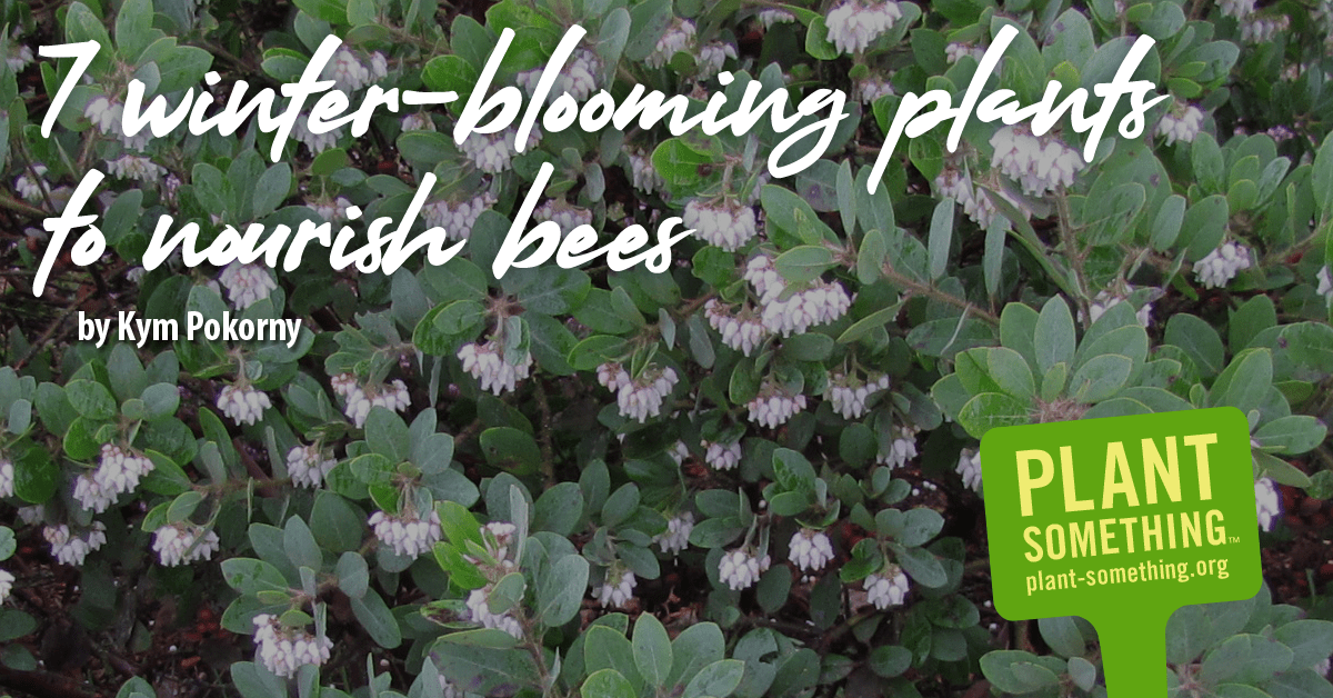 7 winterblooming plants to nourish bees Plant Something Oregon