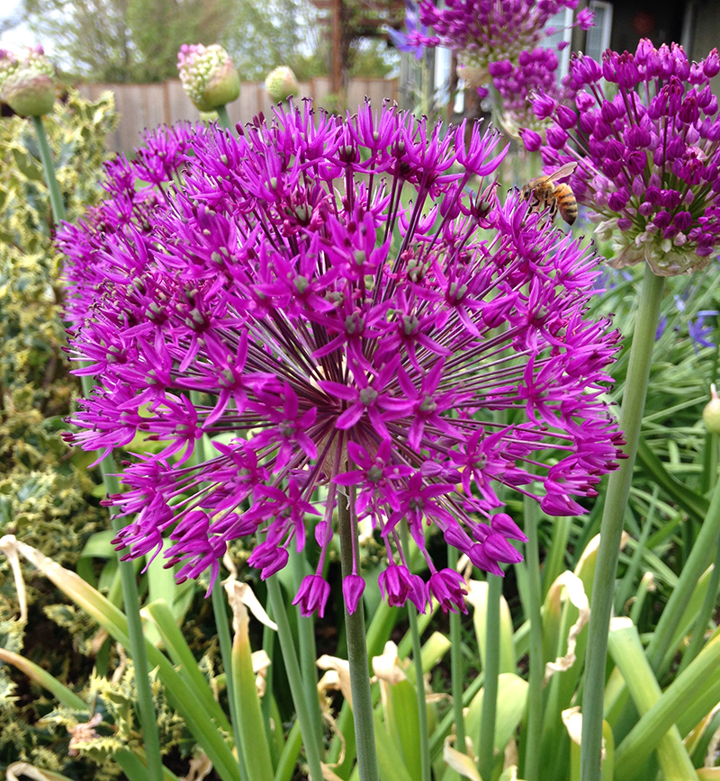 Going underground with bulbs Plant Something Oregon