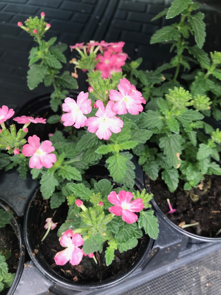 Cadet Upright Pink Verbena (Verbena 'Cadet Upright Pink') North Shore