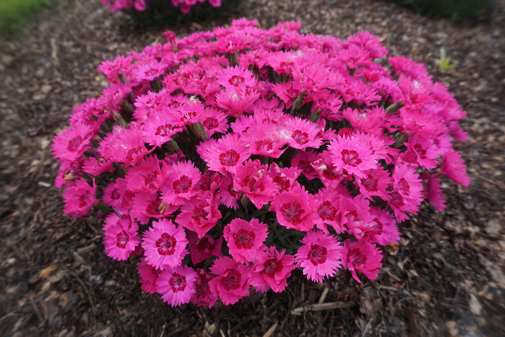 Paint The Town Fancy Pinks (Dianthus 'Paint the Town Fancy') North