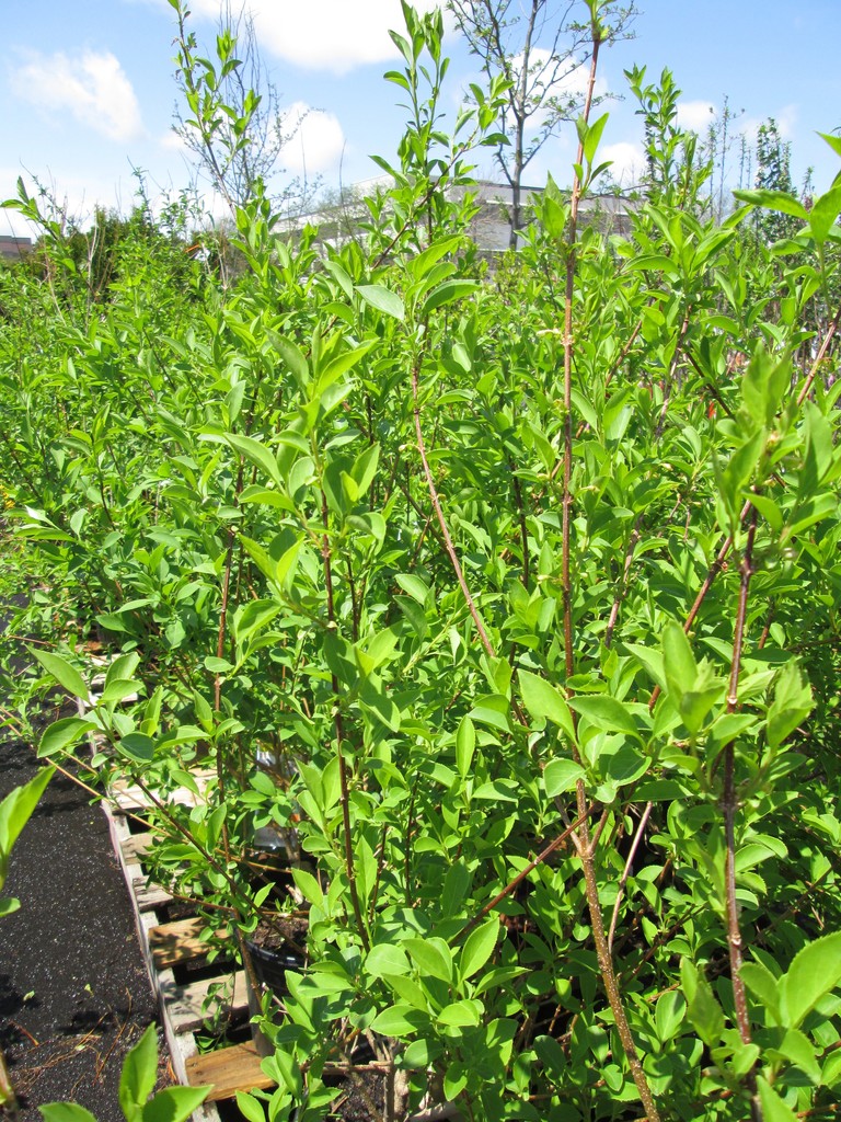 Forsythia has vigorous green foliage in Spring.
