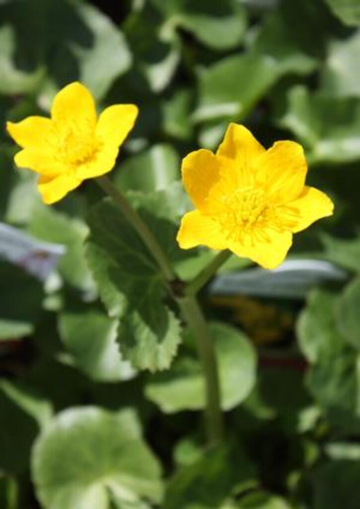 Marsh Marigold (Caltha palustris)