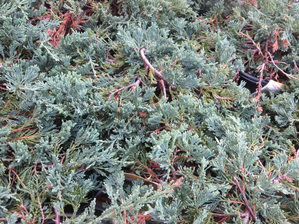 Blue Rug Juniper 'Wiltonii' (Juniperus horizontalis 'Wiltonii')