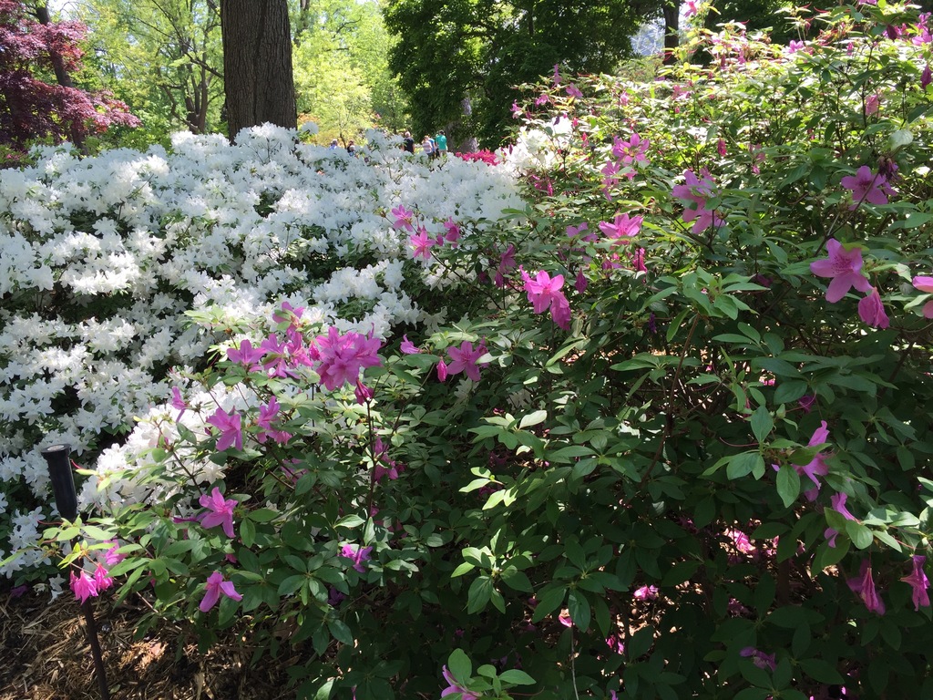 Gable's Tall Lanvender Evergreen Azalea (Rhododendron 'Gable's Tall