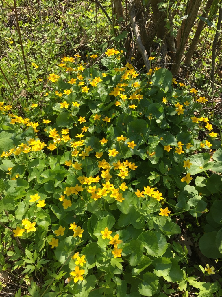 Marsh Marigold (Caltha palustris)