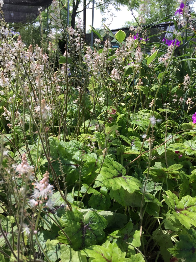 Elizabeth Oliver Foamflower (Tiarella cordifolia 'Elizabeth Oliver
