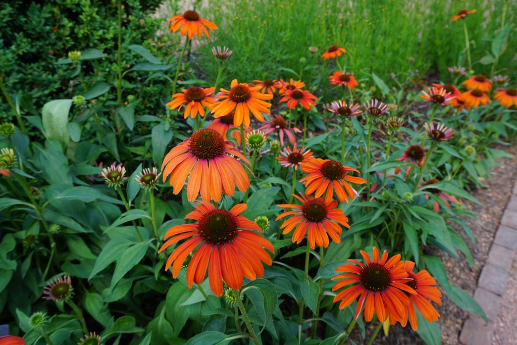 Julia Coneflower (Echinacea 'Julia') North Shore Plant Club