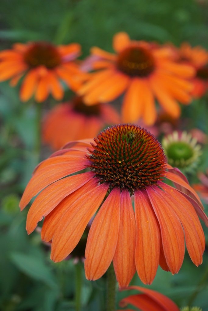 Julia Coneflower (Echinacea 'Julia') North Shore Plant Club