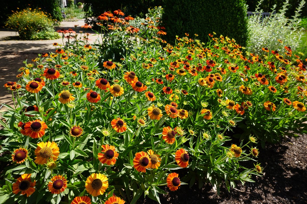 Julia Coneflower (Echinacea 'Julia') North Shore Plant Club