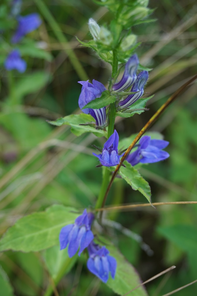 Blue Cardinal Flower (Lobelia siphilitica) North Shore Plant Club