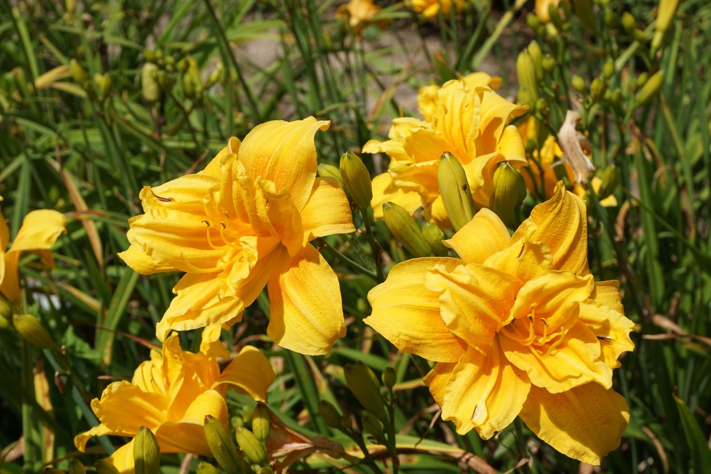 Double Meaning Daylily (Hemerocallis 'Double Meaning')
