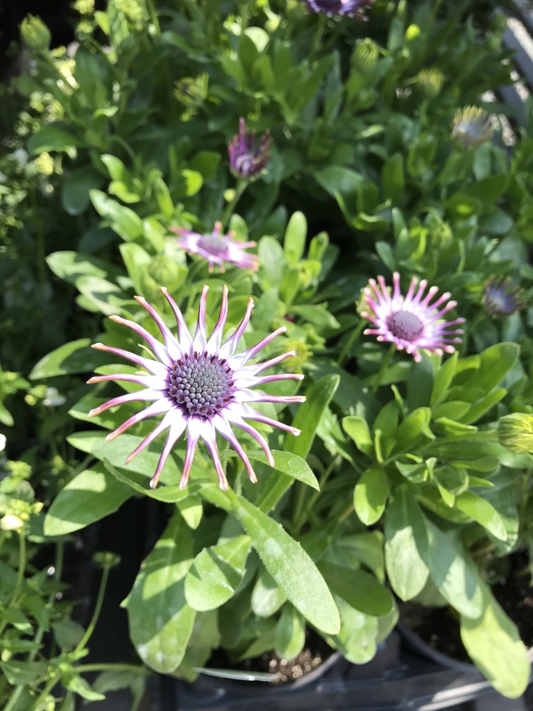 Osteospermum Flower Power Sakura Tucson