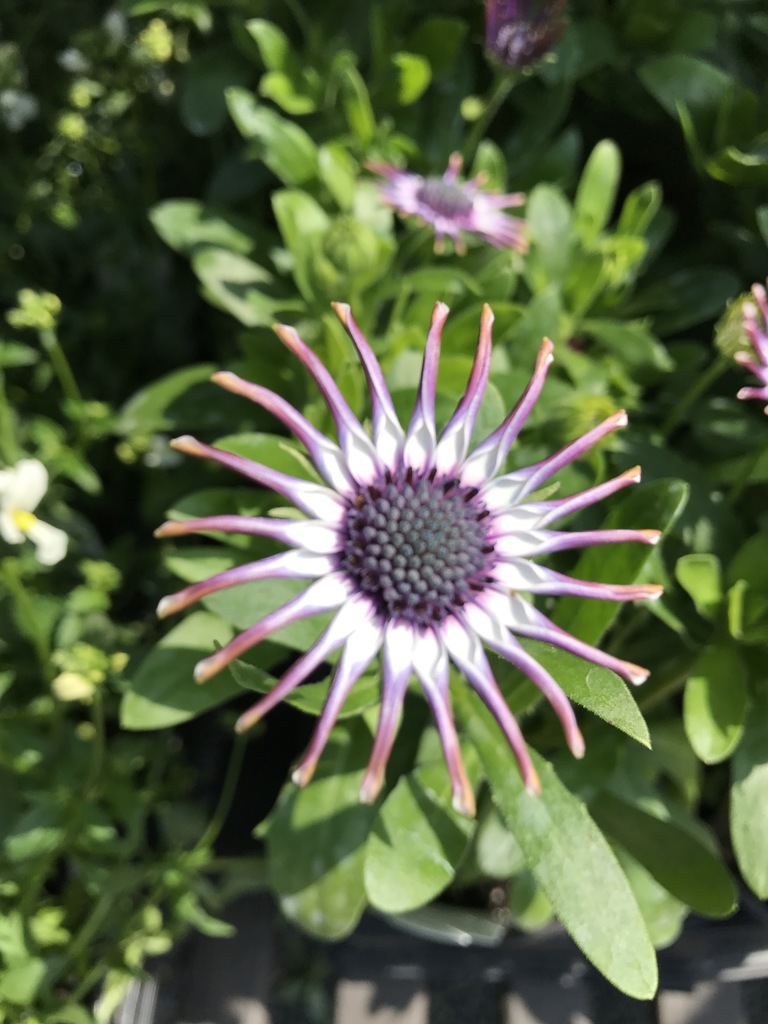 Osteospermum Flower Power White Sakura Tucson