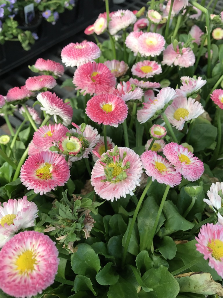 Real Vouchers Flower picturesalable