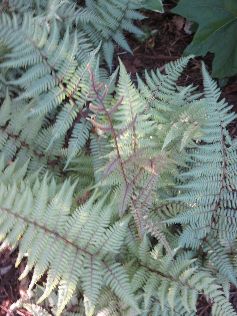 Ghost Fern (Athyrium 'Ghost') North Shore Plant Club