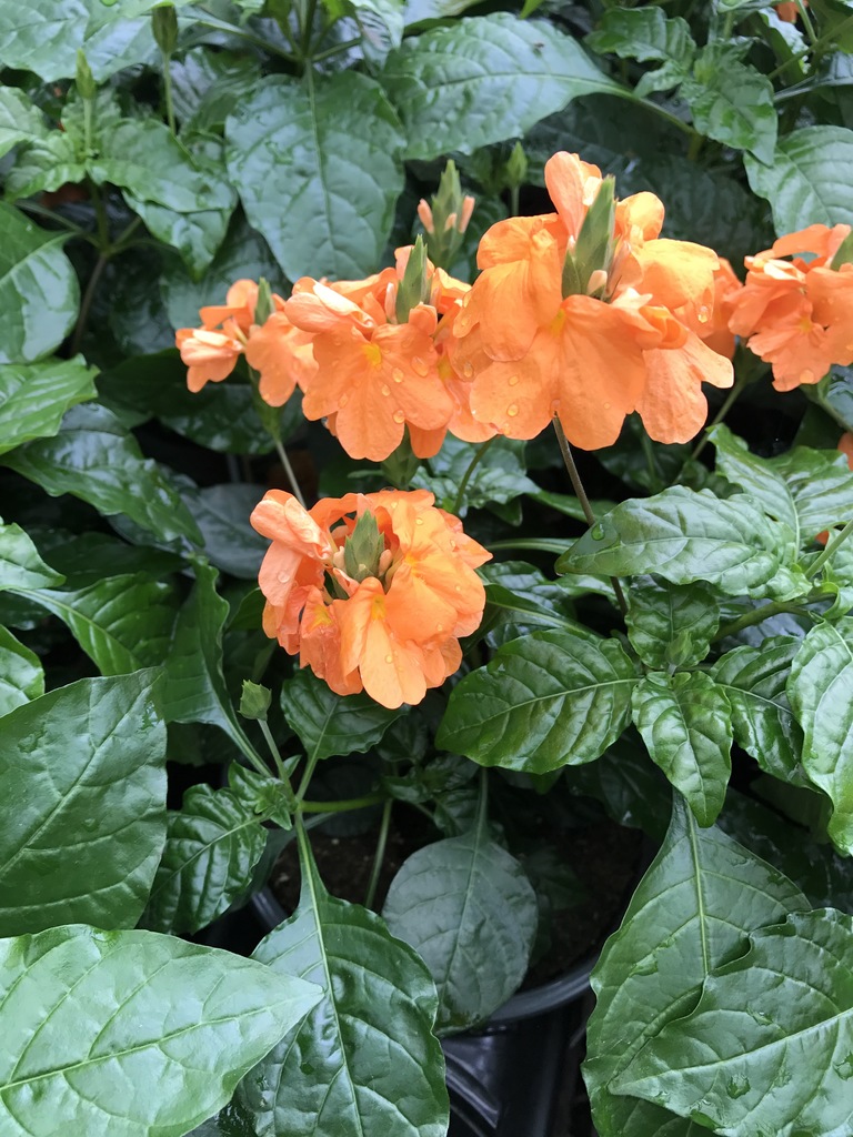 Orange Marmalade Firecracker Flower (Crossandra infundibuliformis