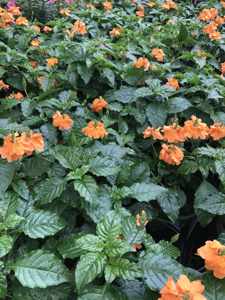 Orange Marmalade Firecracker Flower (Crossandra infundibuliformis